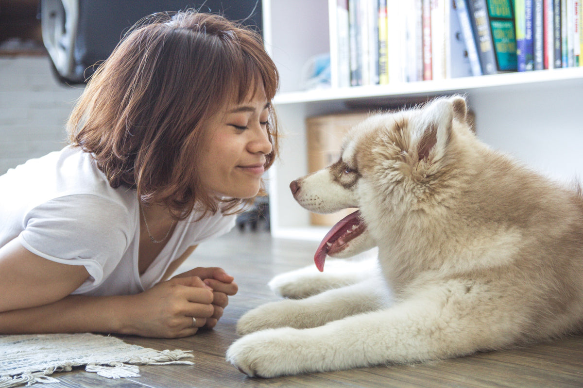 Pets and Your Indoor Air